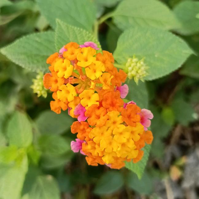 新农百草