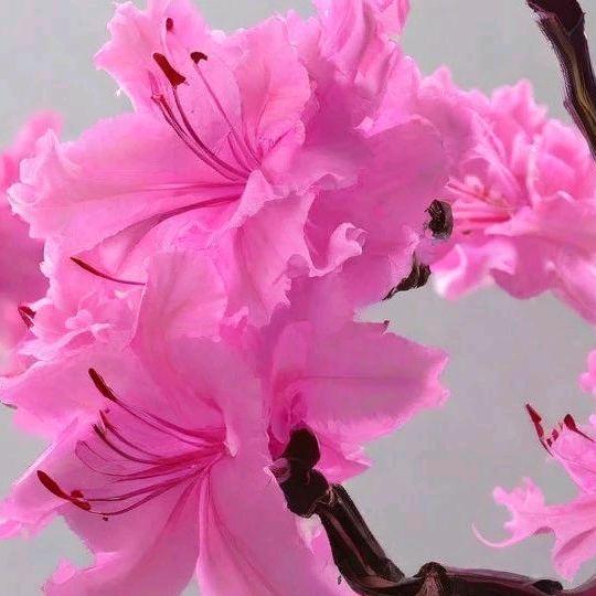 重生之我是杜鹃