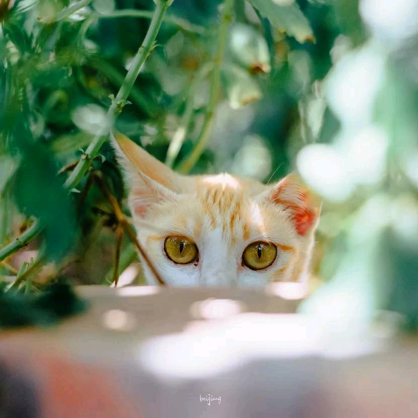 🐱晒太阳的猫🐱