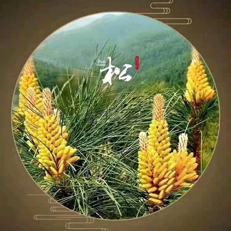 花卉