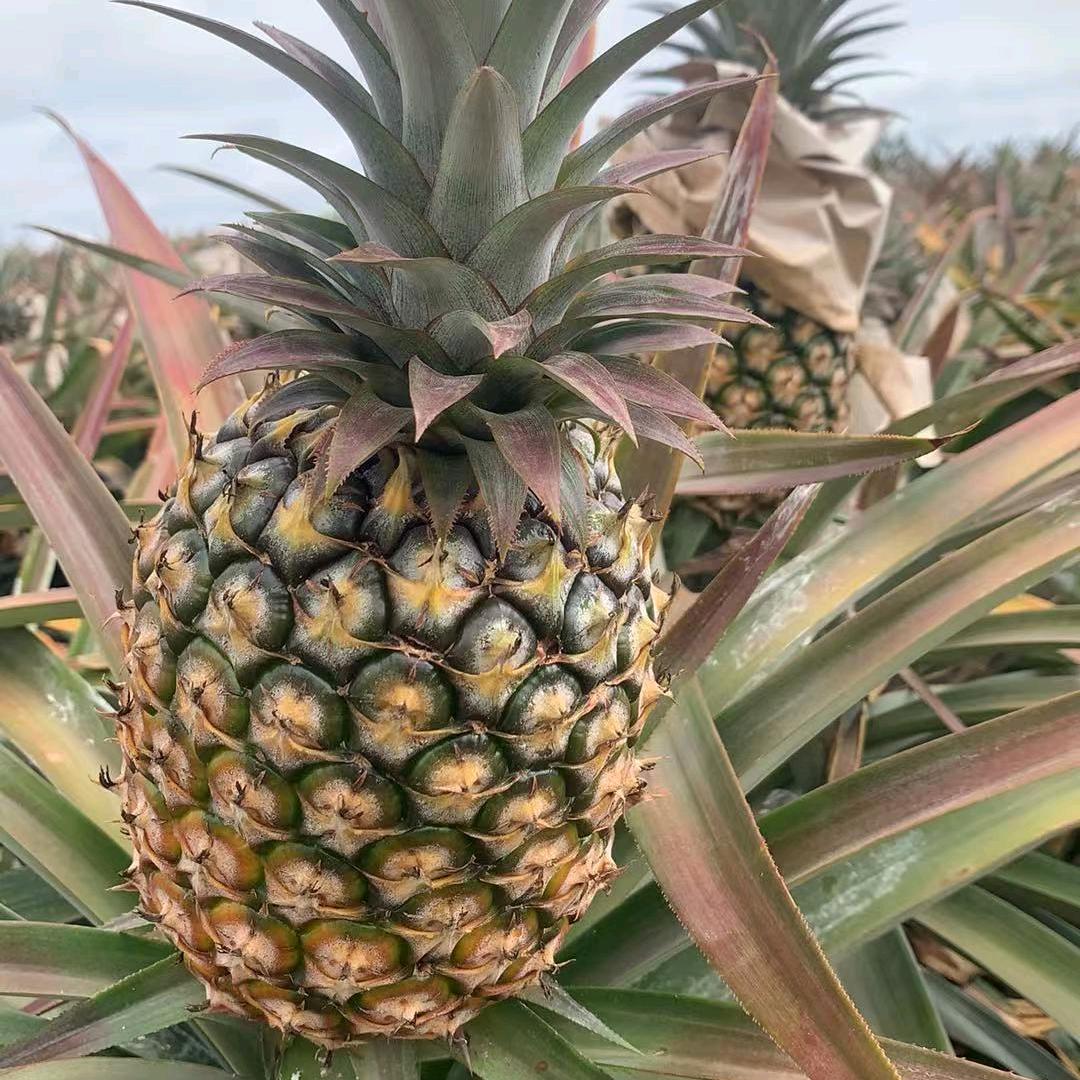 娥姐凤梨