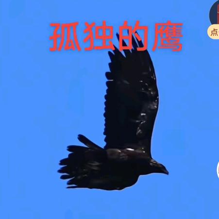 单飞的鹰