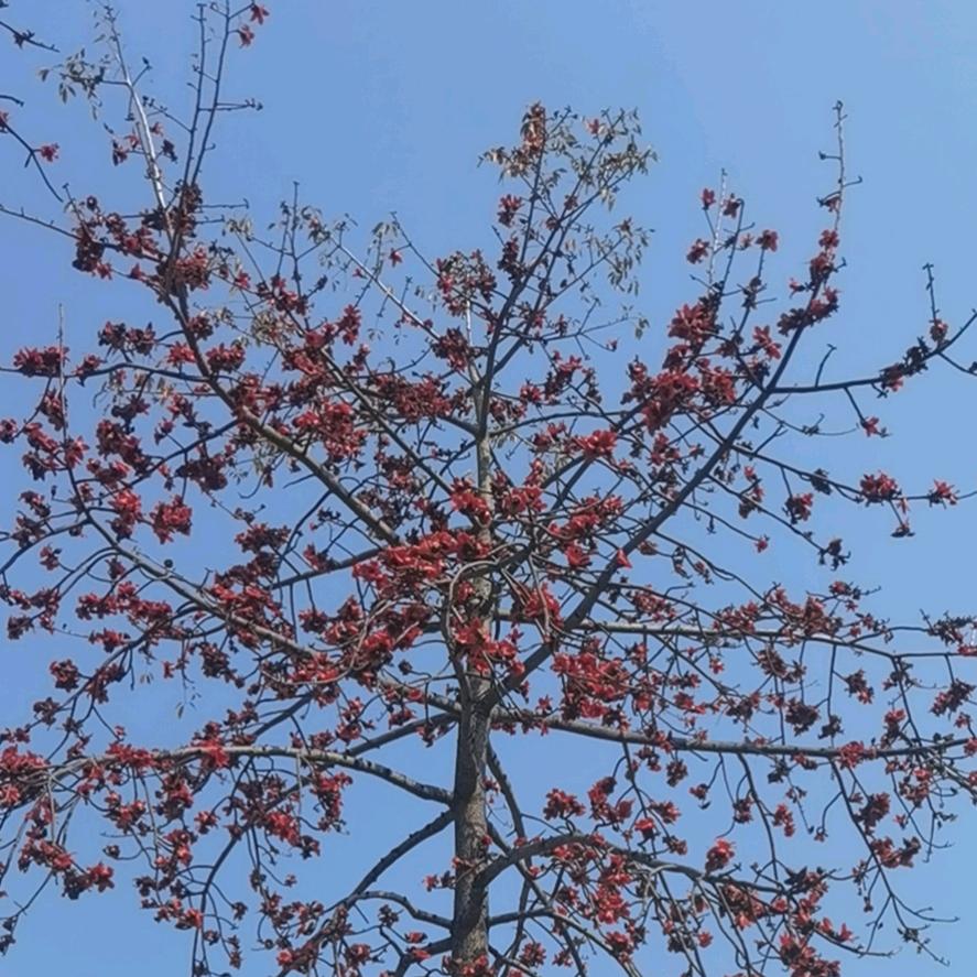 森.哥