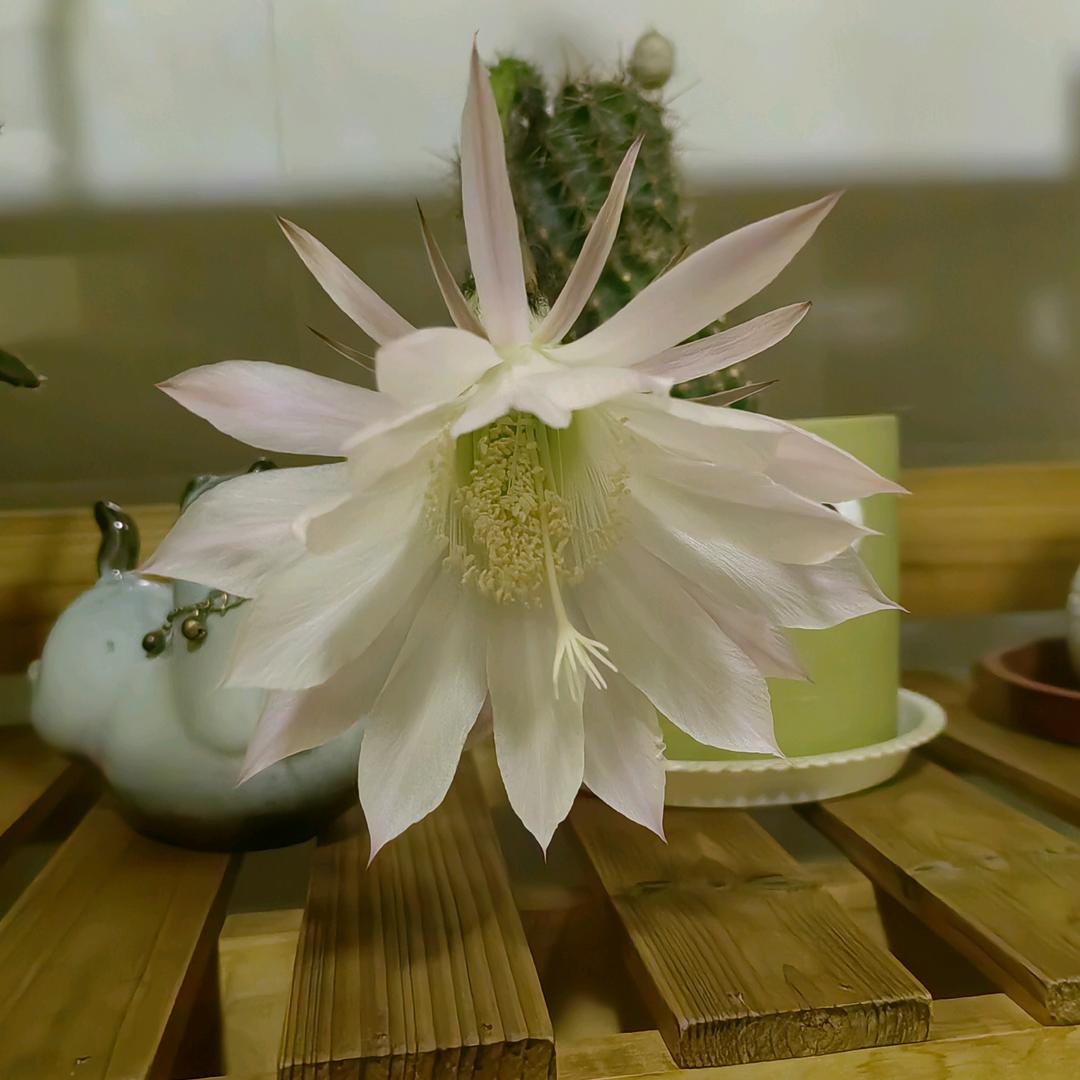 俩五一十