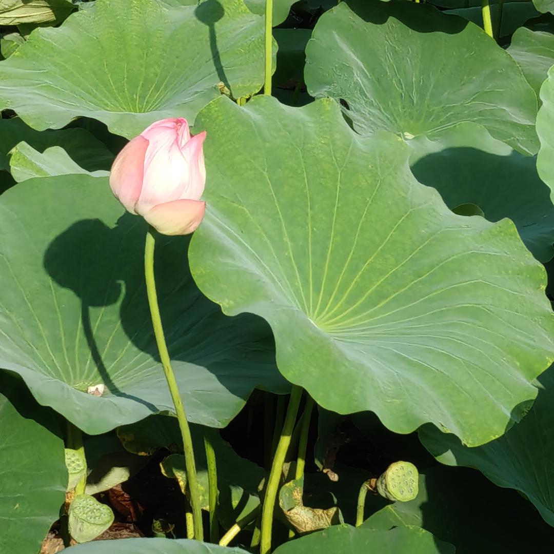 秦秦