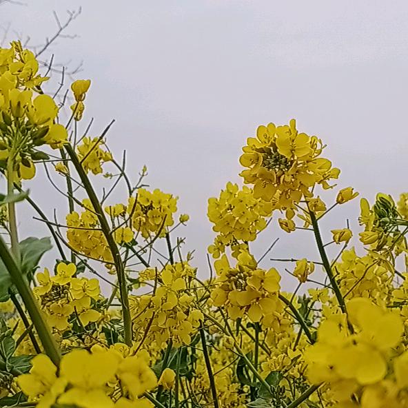 陈