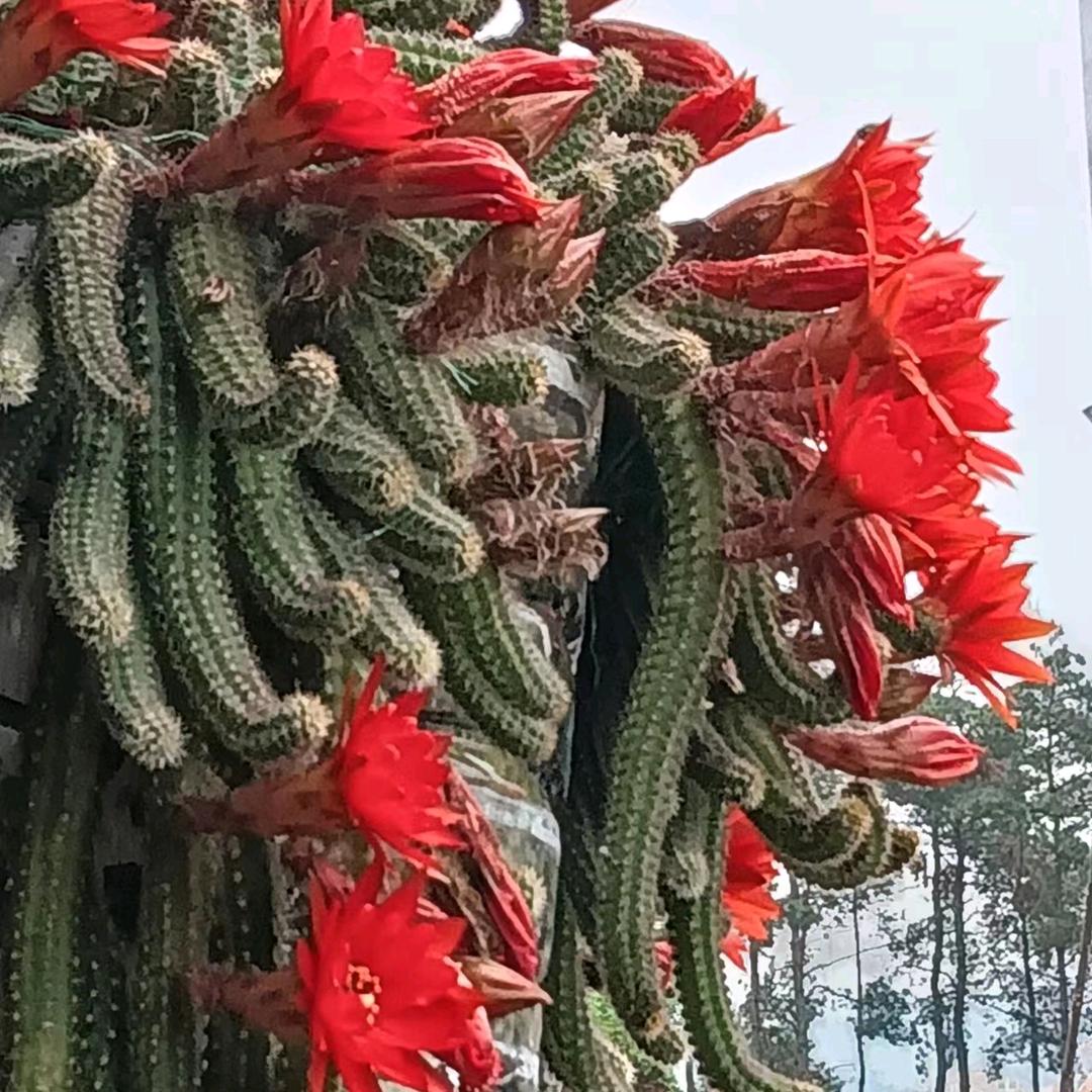 岁月平安