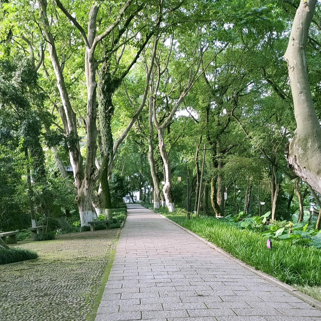 洋洋吖