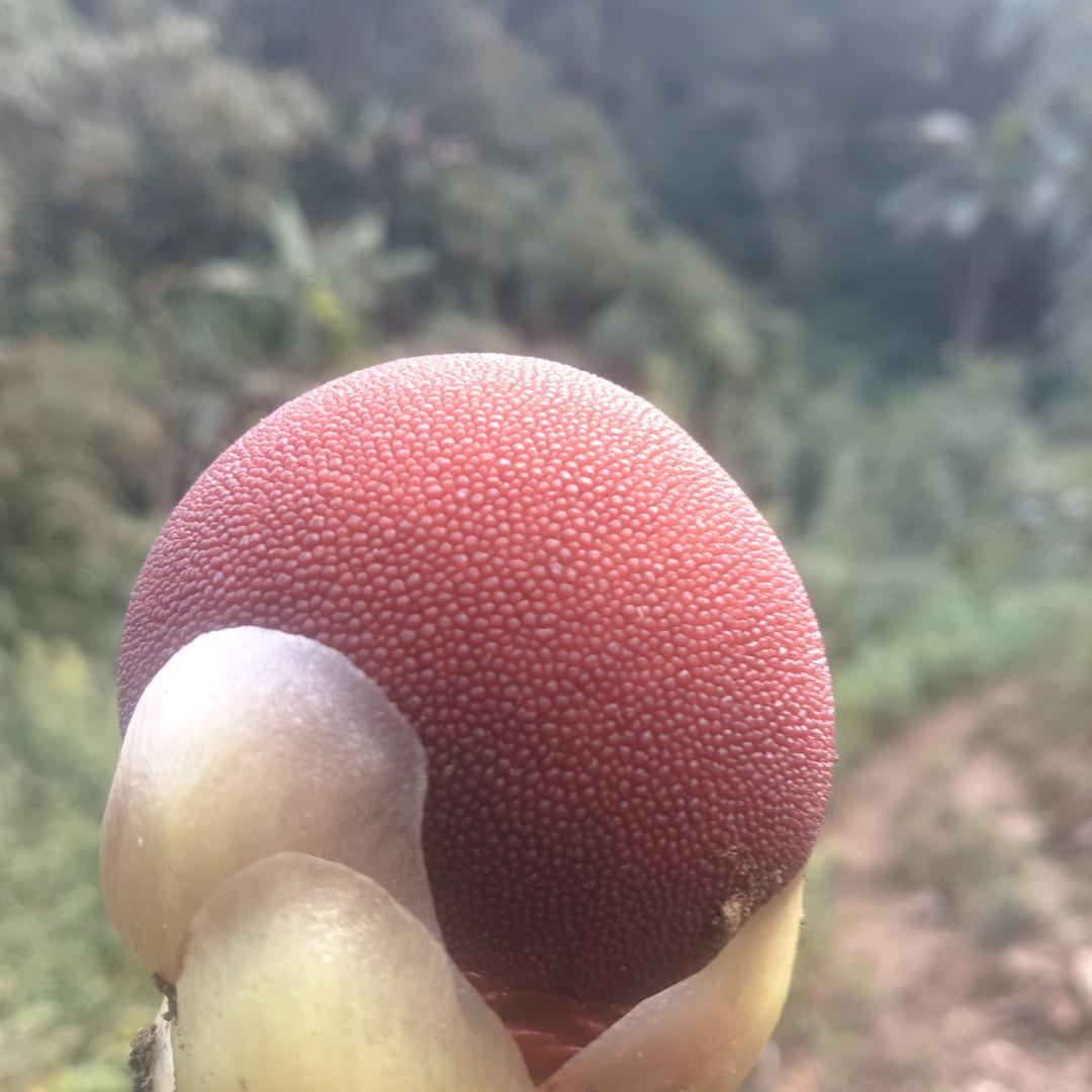 古树茶香