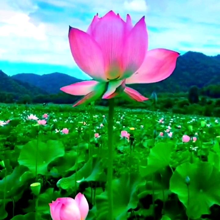 明月醉清风