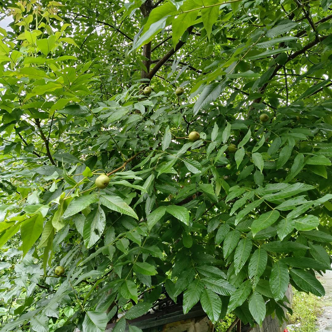 青山绿水