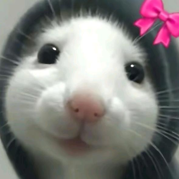 梨花诗