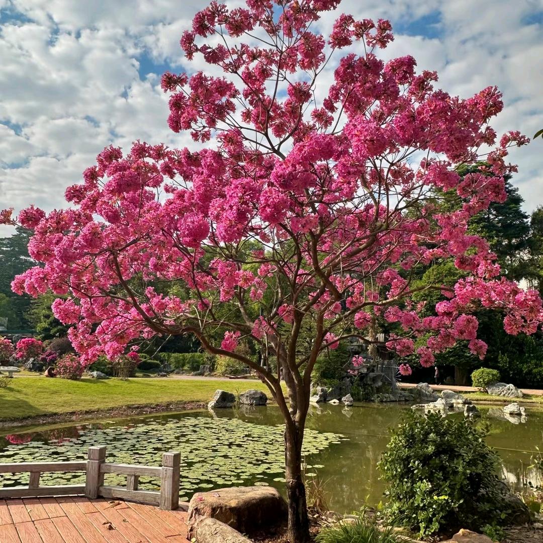 大冶领棍劲平张百货商店