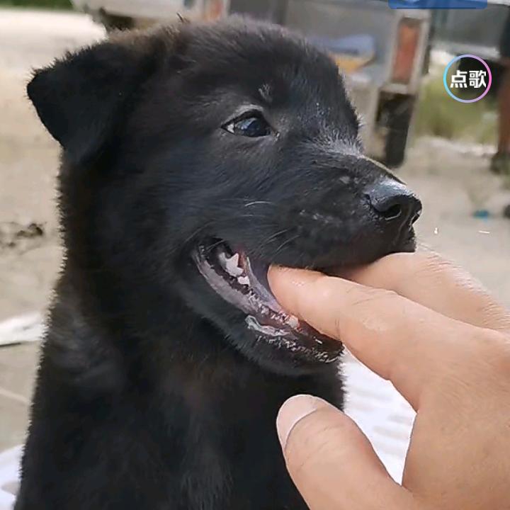 壮壮