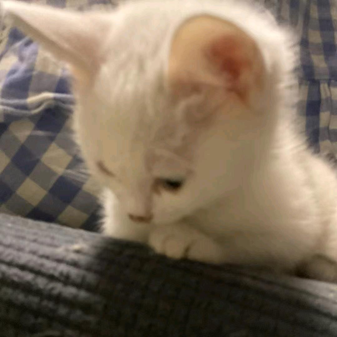 张蛊安