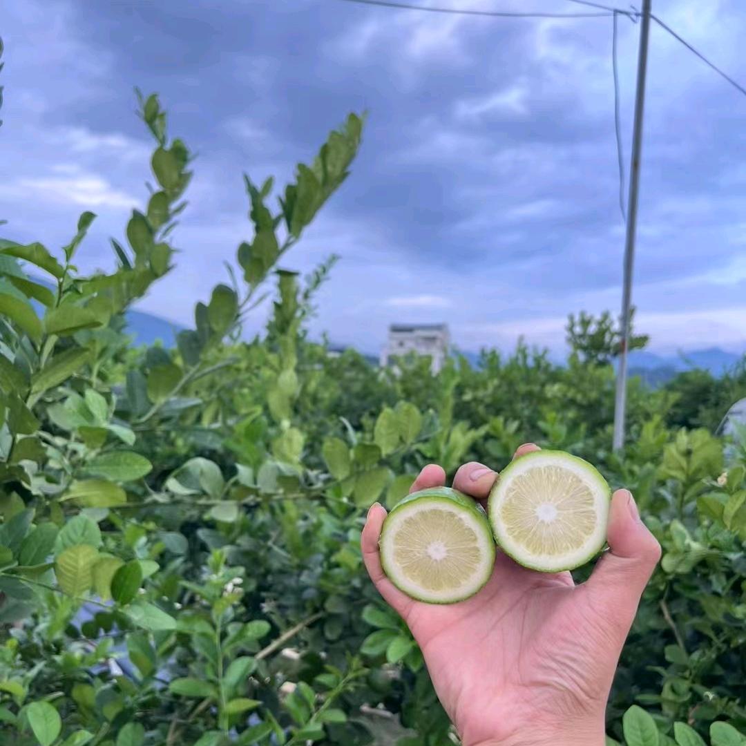 广东香一铭香水柠檬