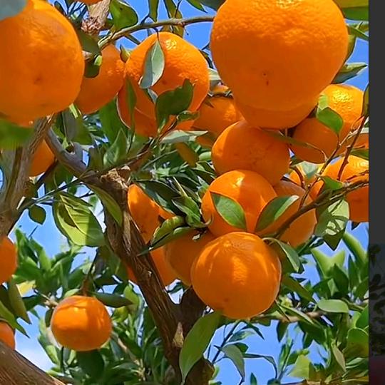 农村小伙水果兄弟