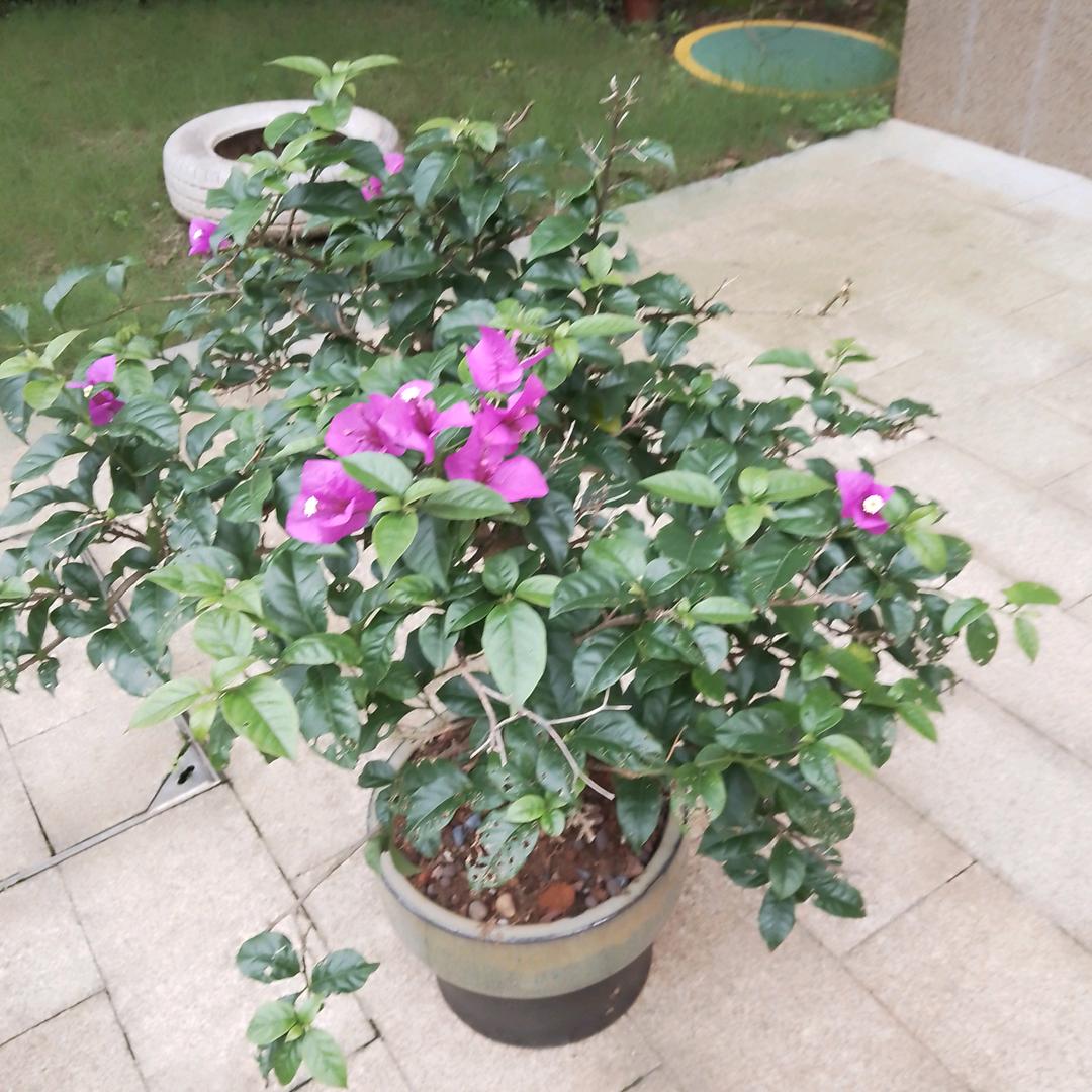 丨花井福贵