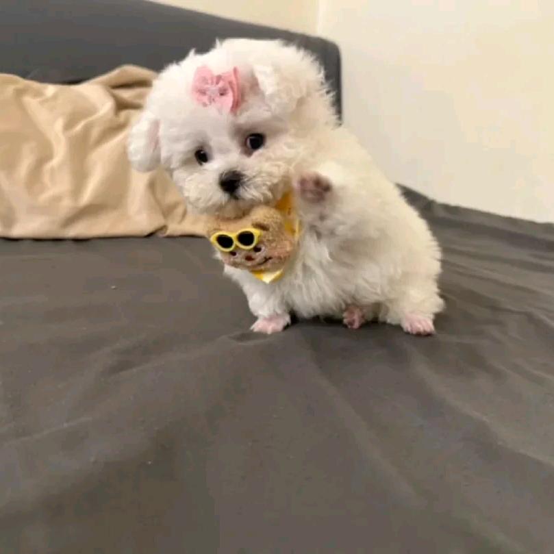 好哒好哒