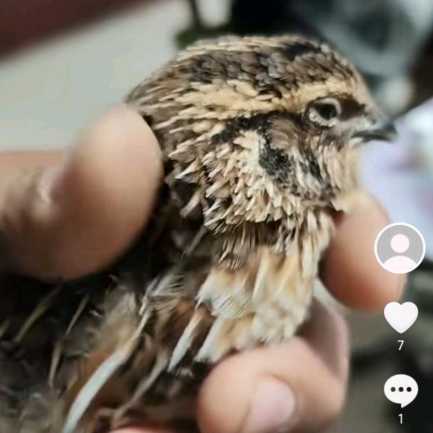 田野大地名鹌养殖