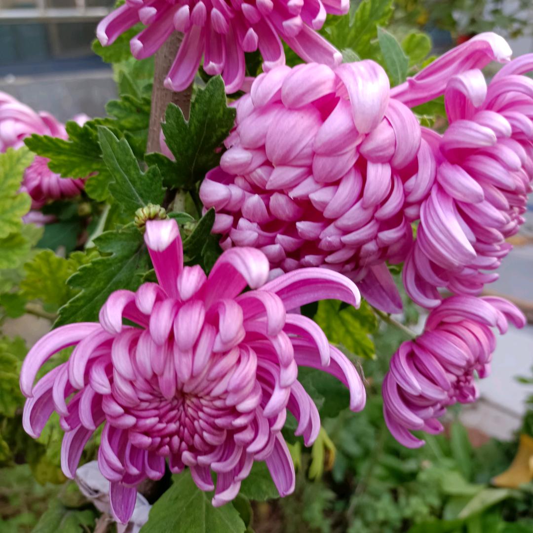 ꕤིྀ归零⏳♡ྀ