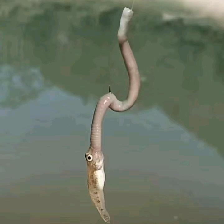 顺仔爱钓鱼🎣🎣🎣