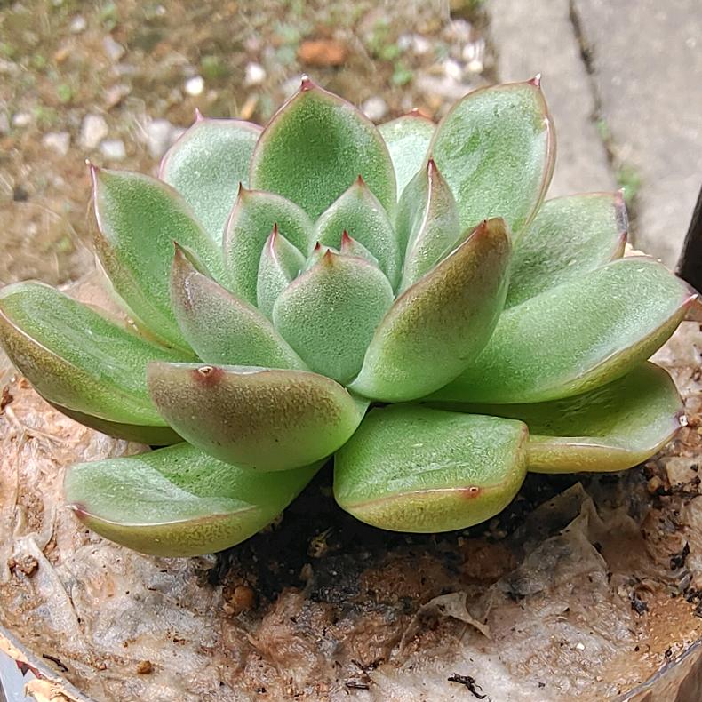 斑鸠