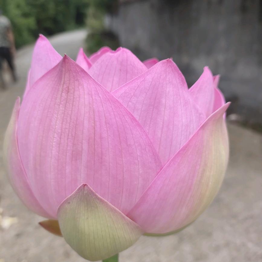 天天开心🌹🌹