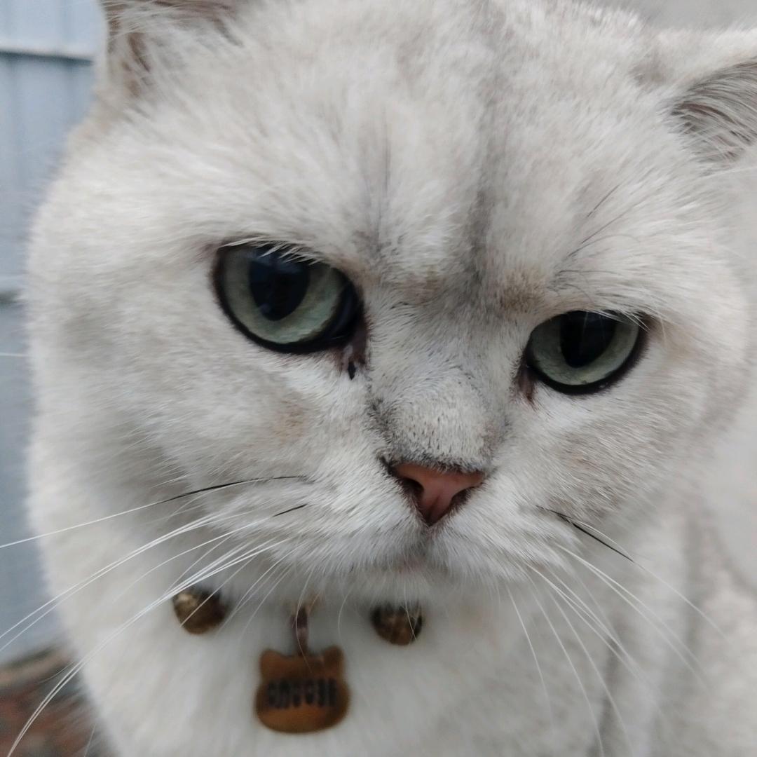粘人可爱的猫咪