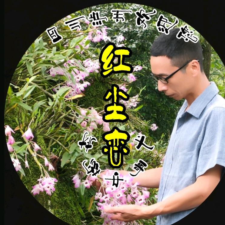 红尘恋