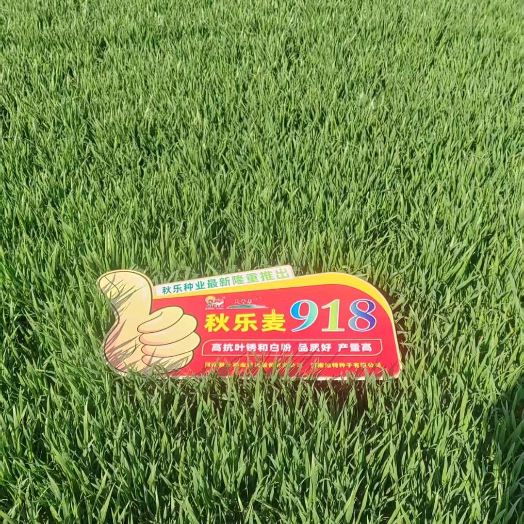 小麦搬运工