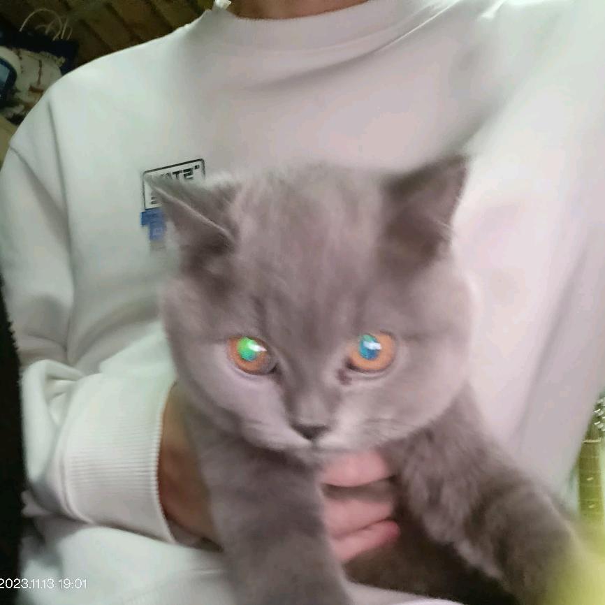 猫猫大使