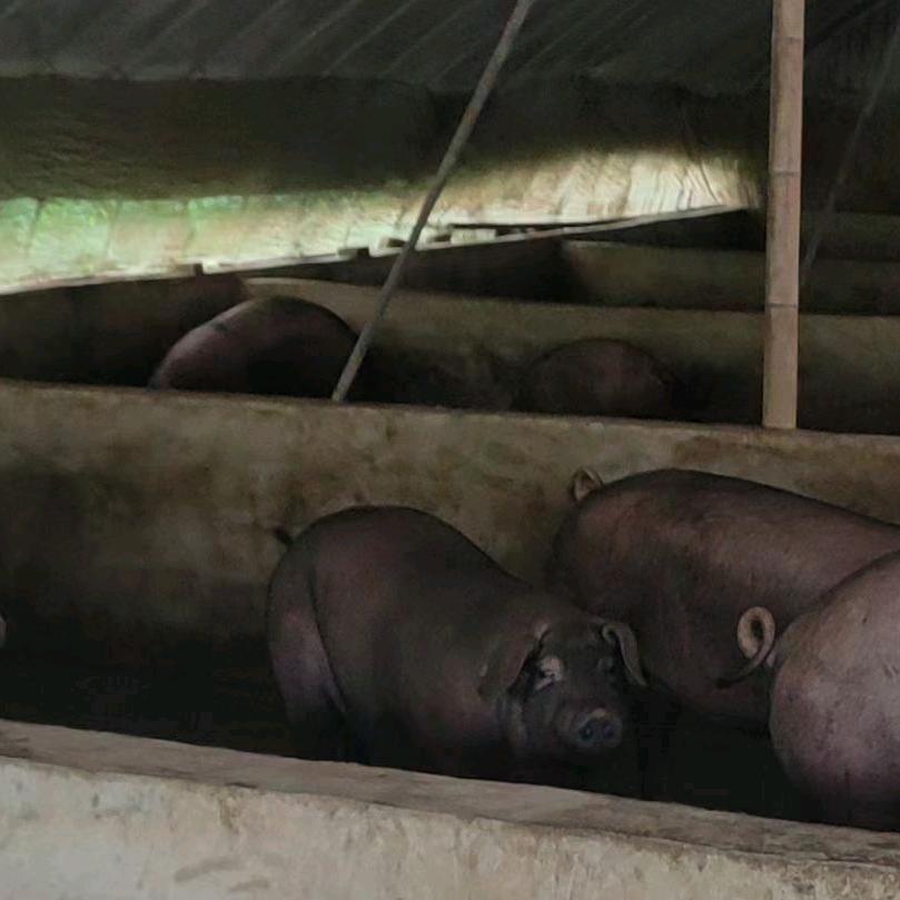 小倪黑猪肉手工鲜肉烤肠🥰