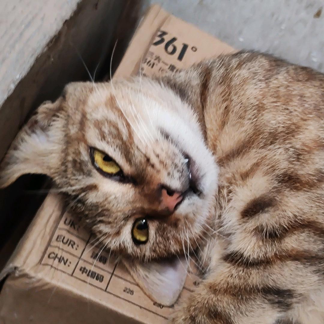 稀里糊涂猫