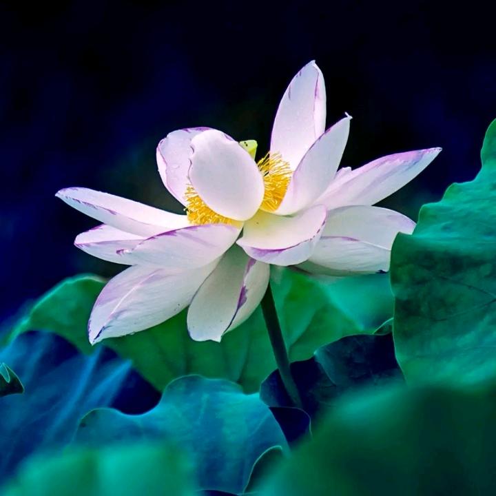 ✨璀璨星空✨