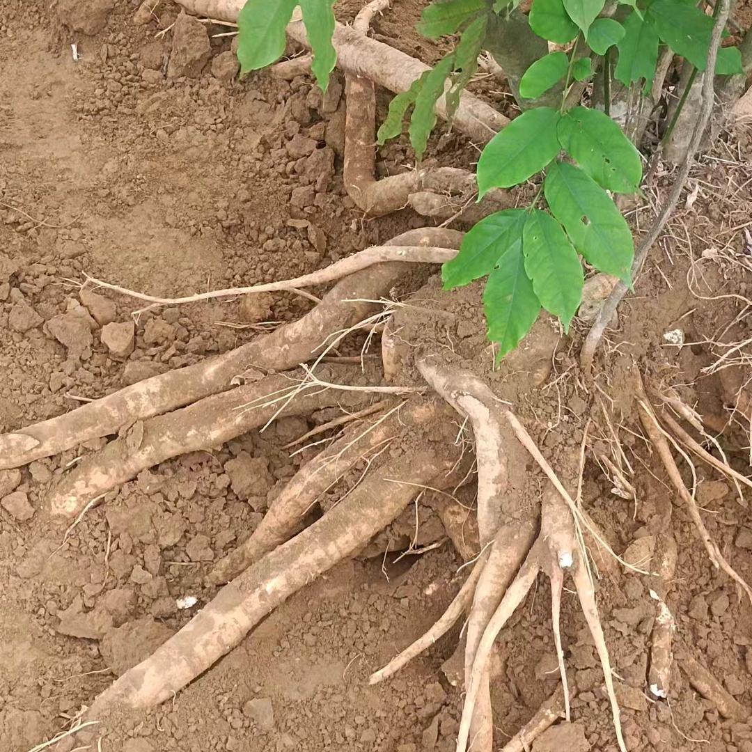 广西壮瑶药玉郎伞基地