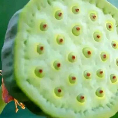 生态农业(成泉)