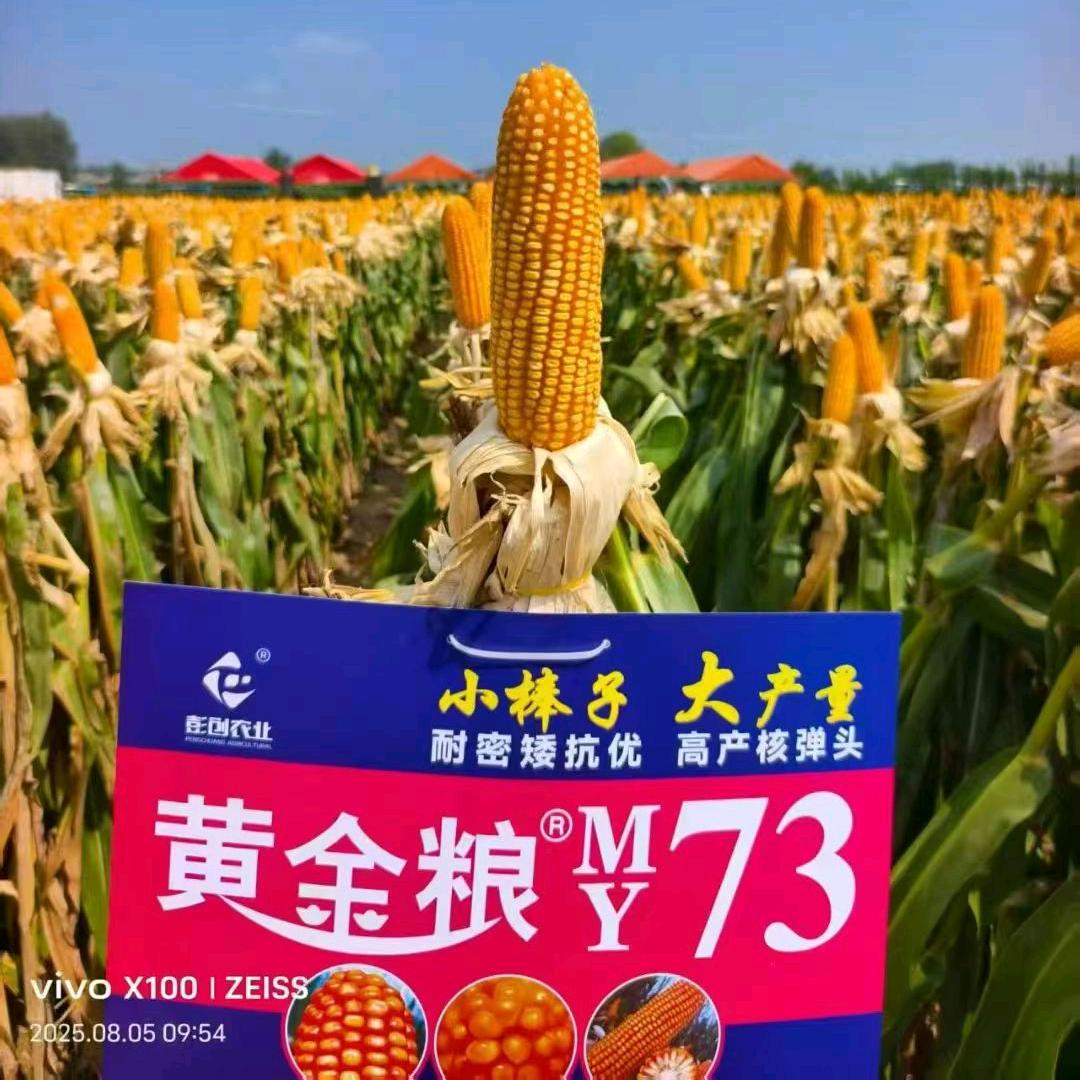 黄金粮MY73