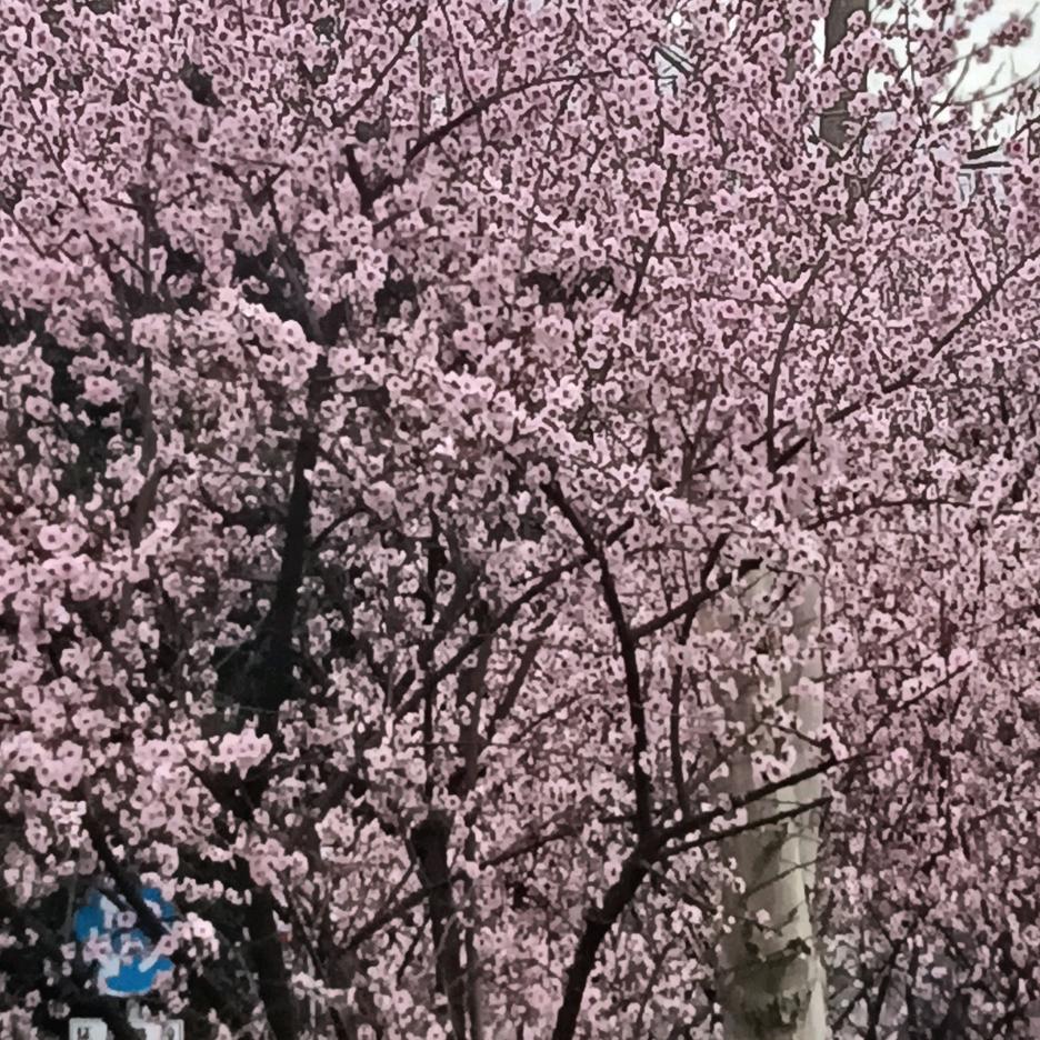 平平淡淡才是真