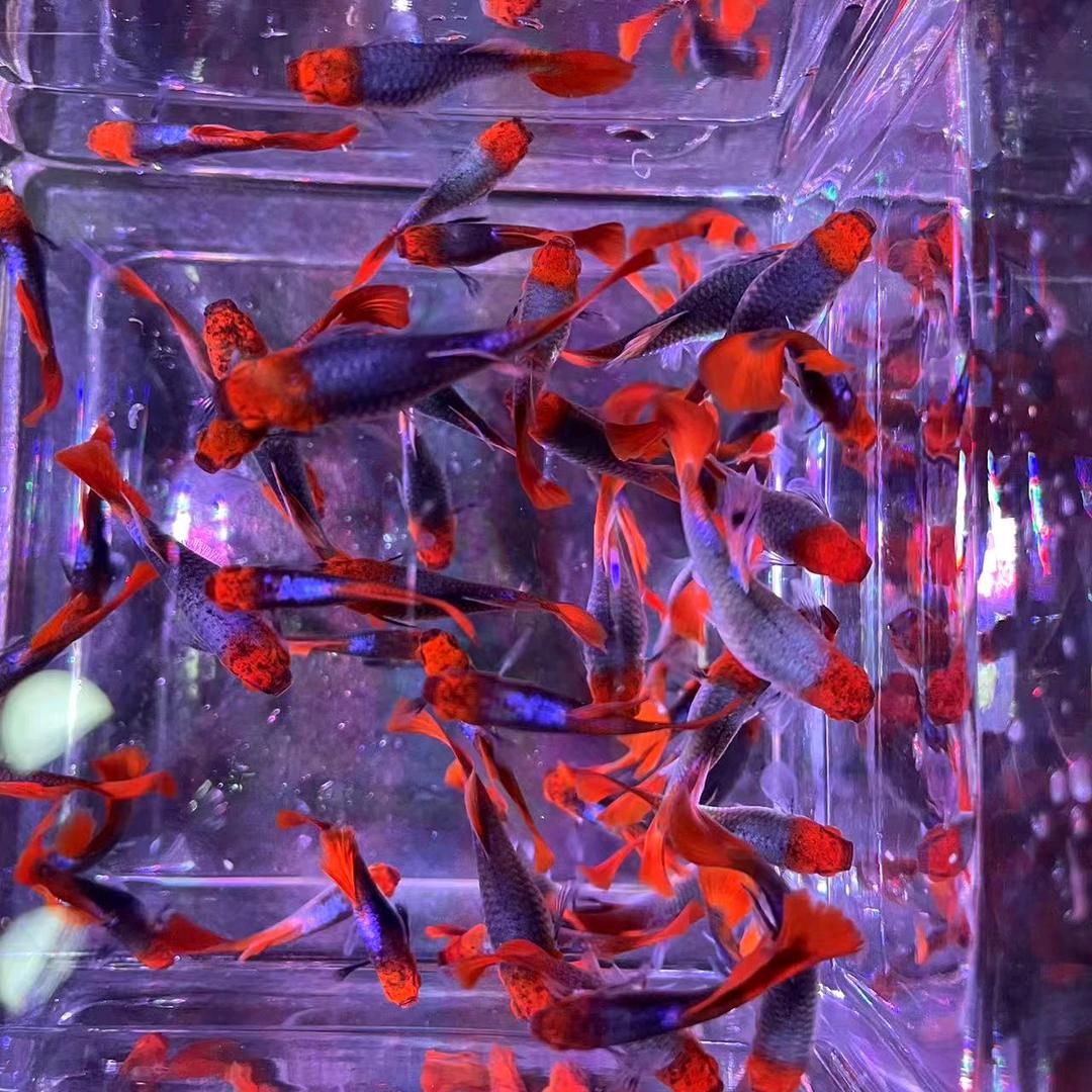 LFCHfish