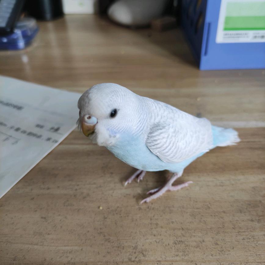 燕