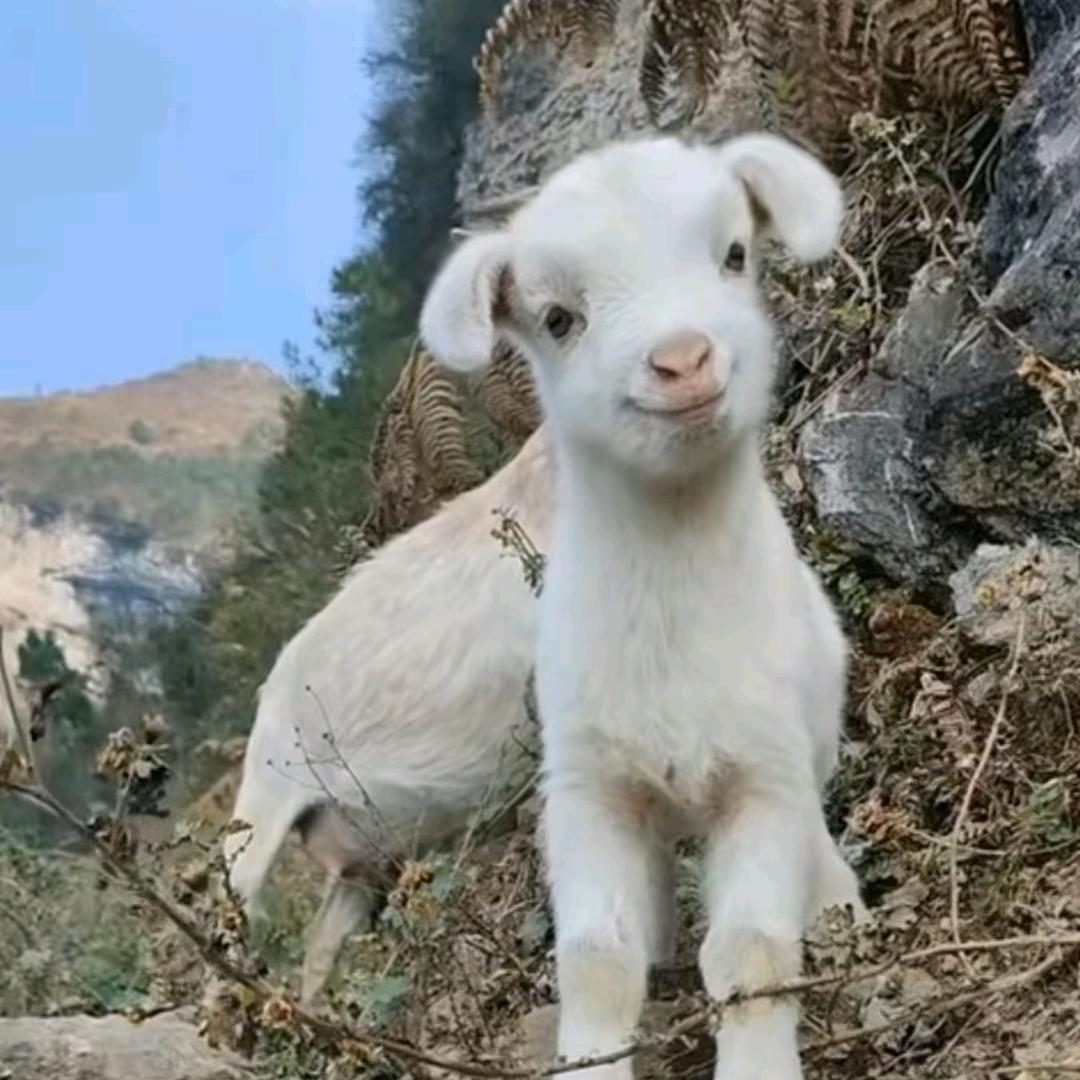 盐汽水