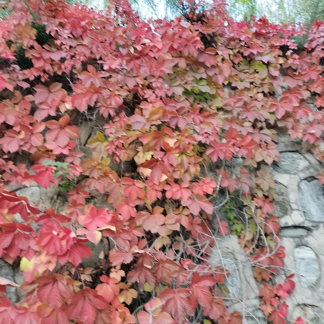 阳光下的彩虹