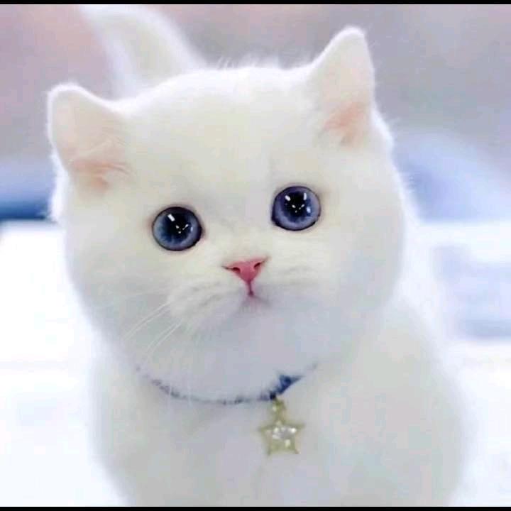 Kitty猫