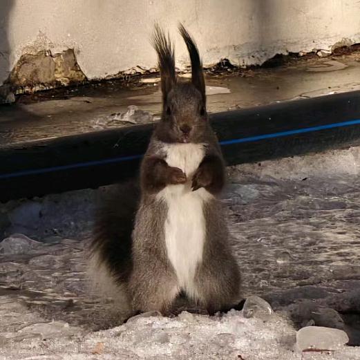 残局(三角洲行动)