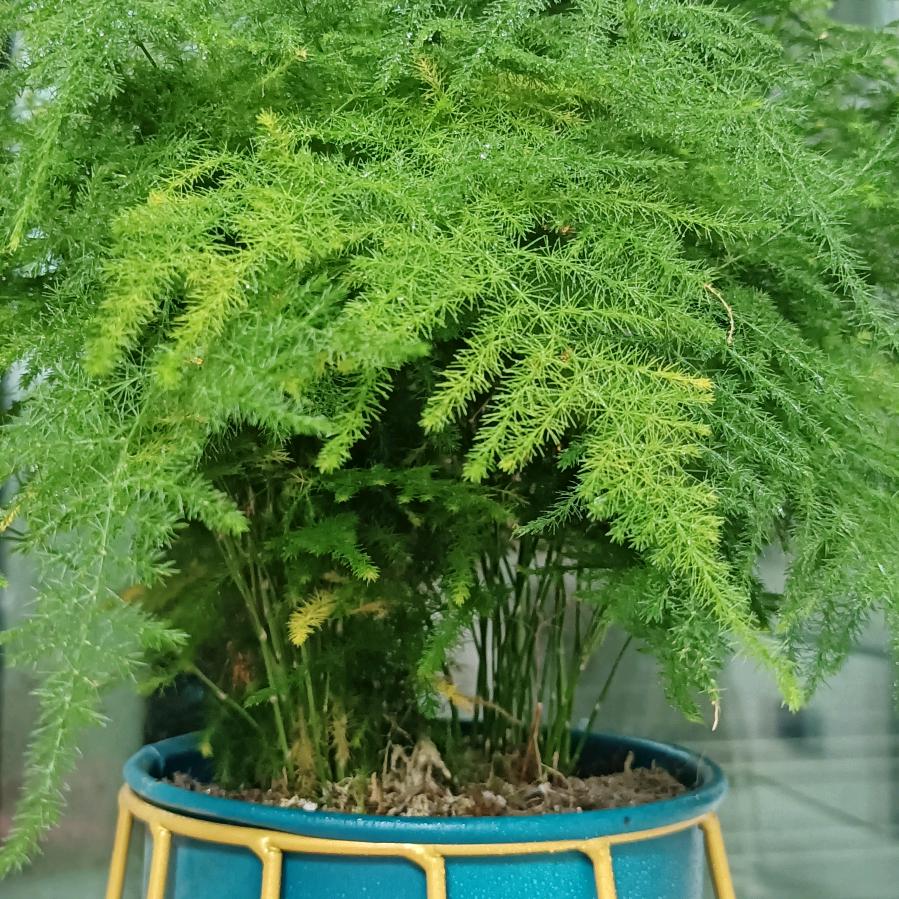 苏格兰折耳猫