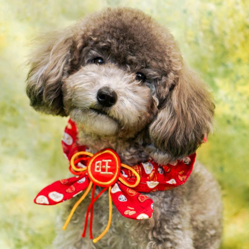 妞妞是只灰泰迪🐶