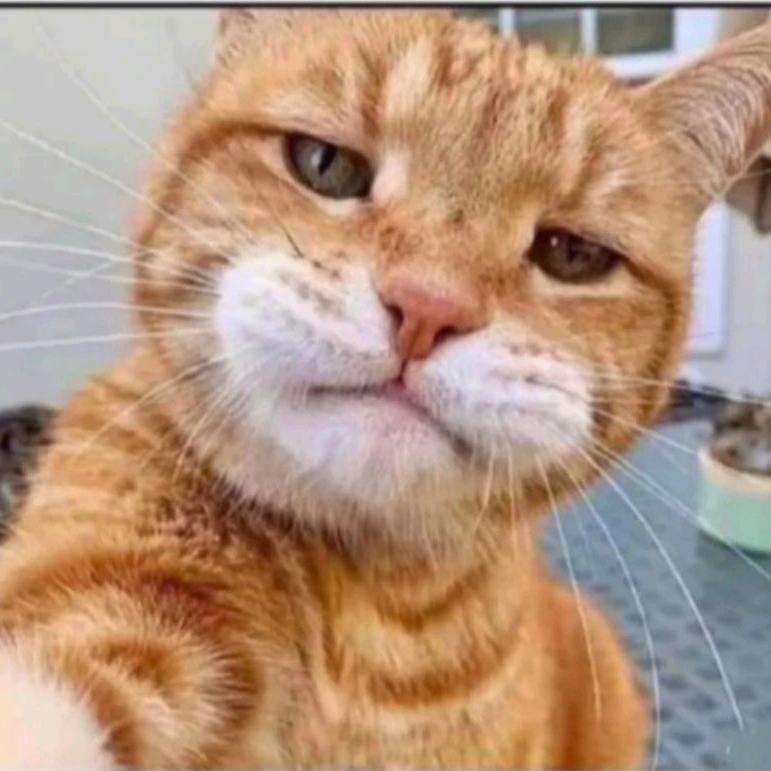 小灰灰の棉花糖~°