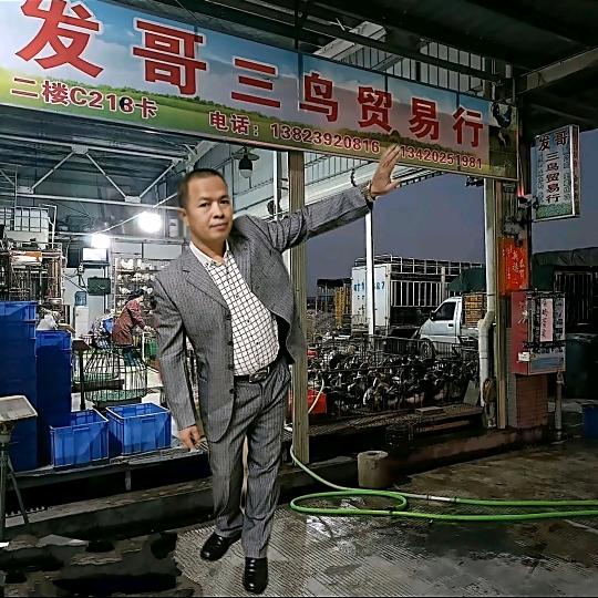 发哥三鸟贸易行