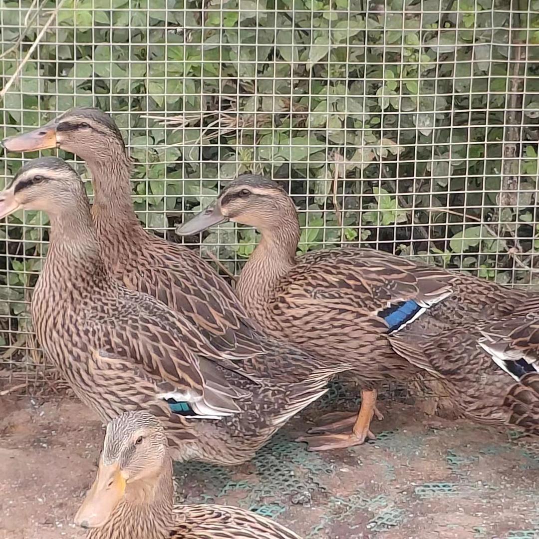 湖南省野鸭子批发